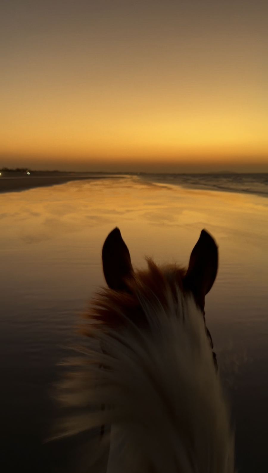 Vista de cima do cavalo, com as orelhas do animal e a beira-mar dourada no fim da tarde