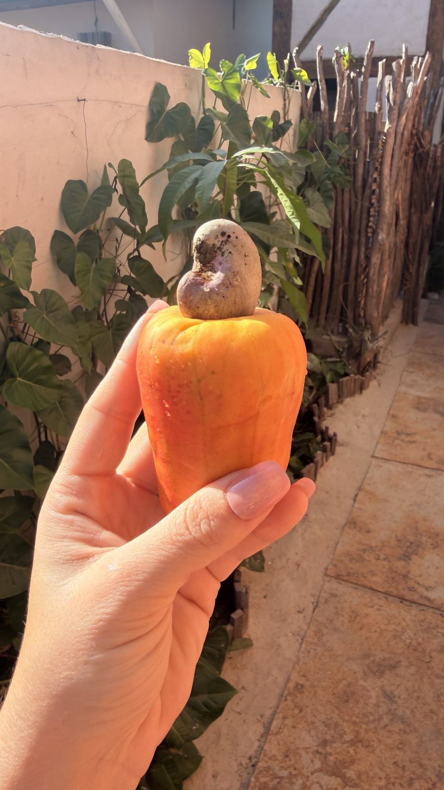 Mão segurando um caju laranja com a castanha, colhido no pé no Preá